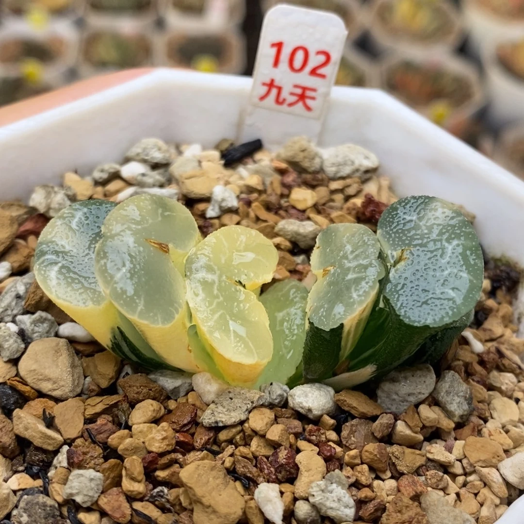 102号木叶克锦多肉