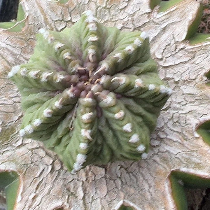 苗接老花珑草球嫁接