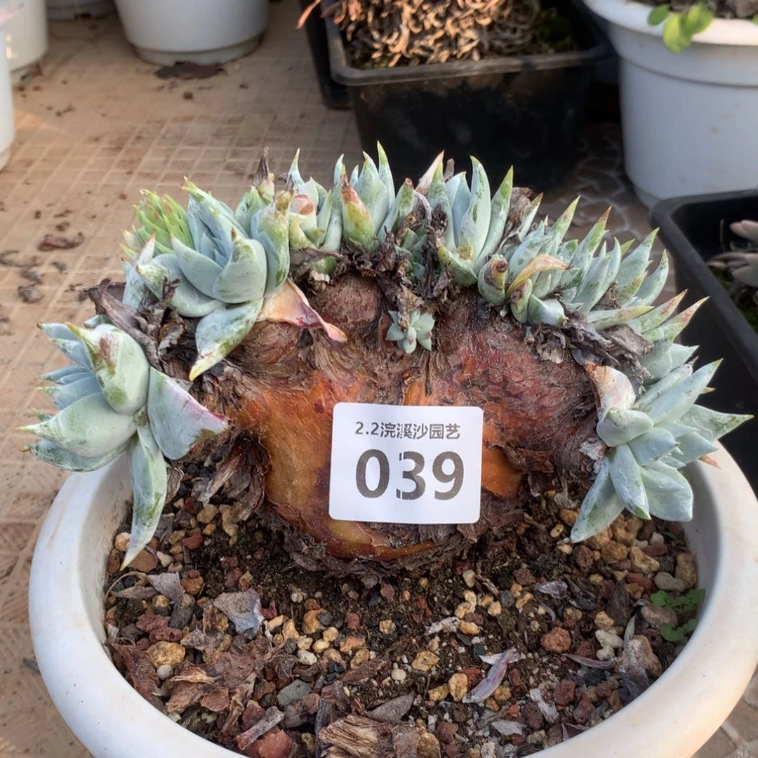 回***香苹果叶雪山二代，2月8日发货多肉