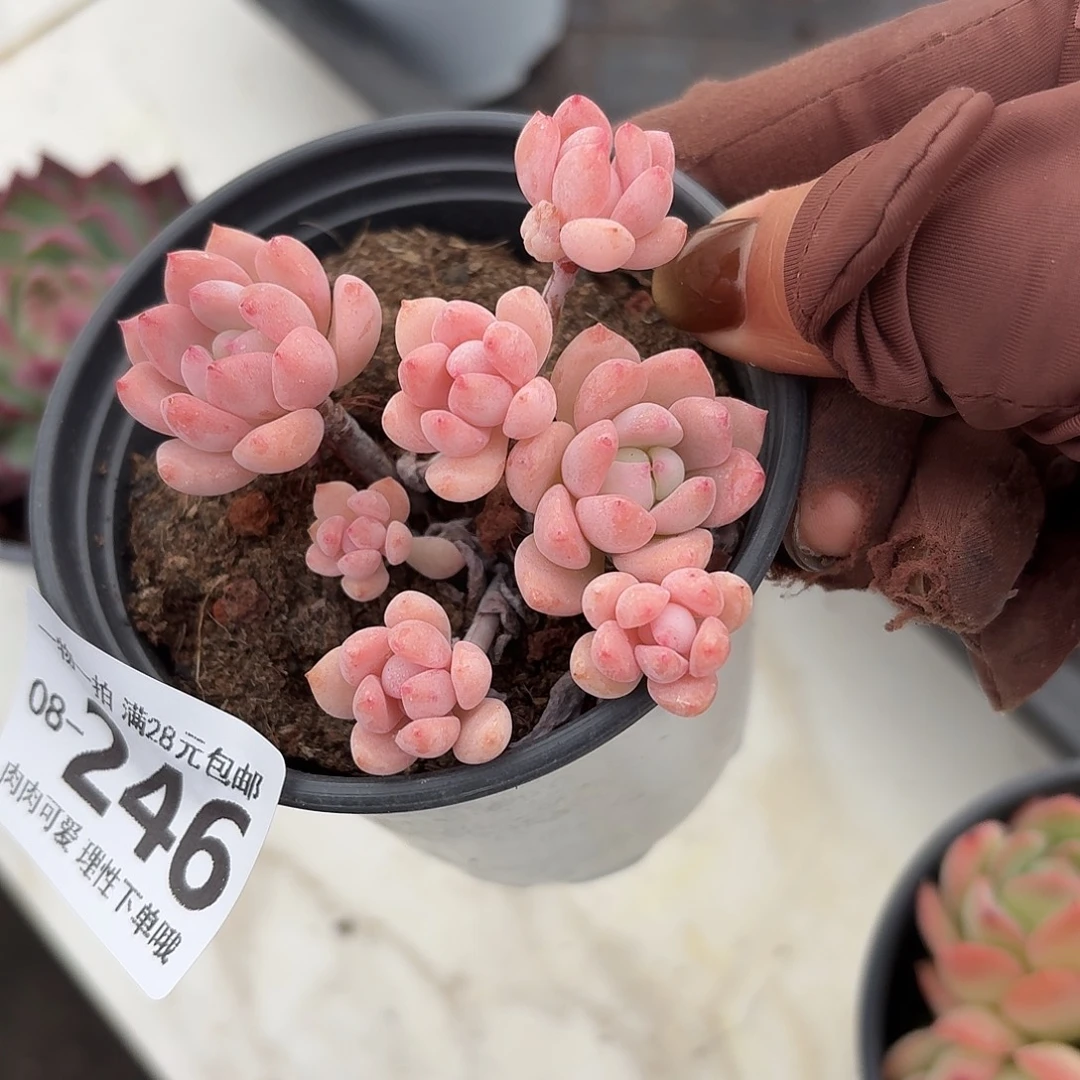 桃酥无盆土发货无盆土发货无