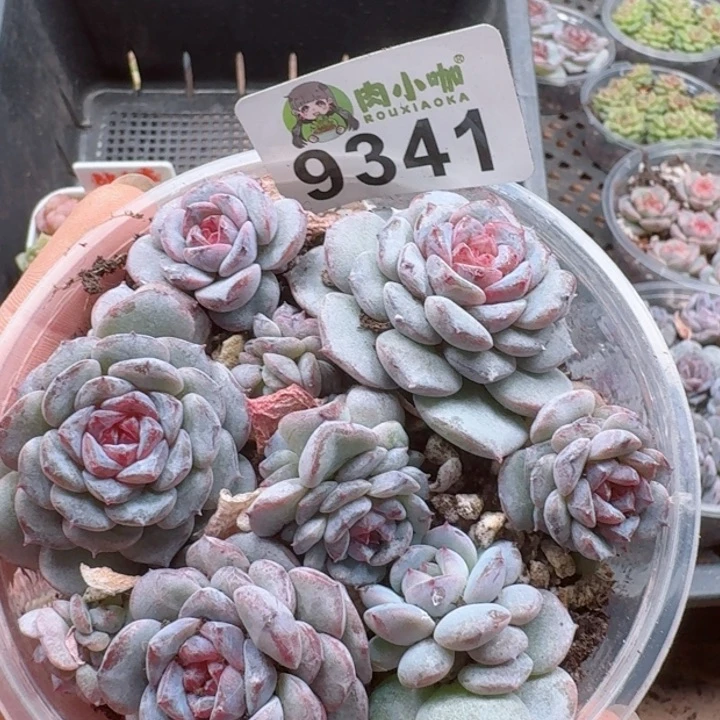 多肉植物多肉植物