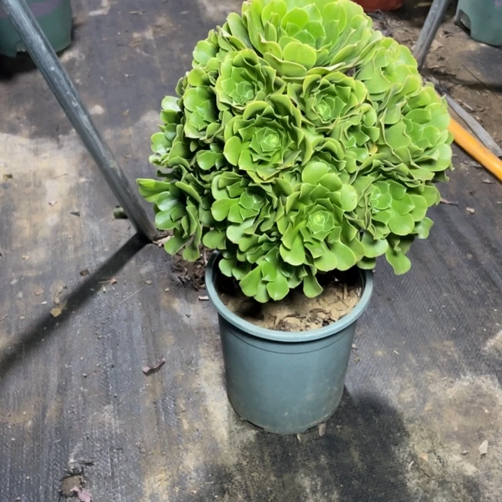 2绿羊绒的多肉植物多肉多肉