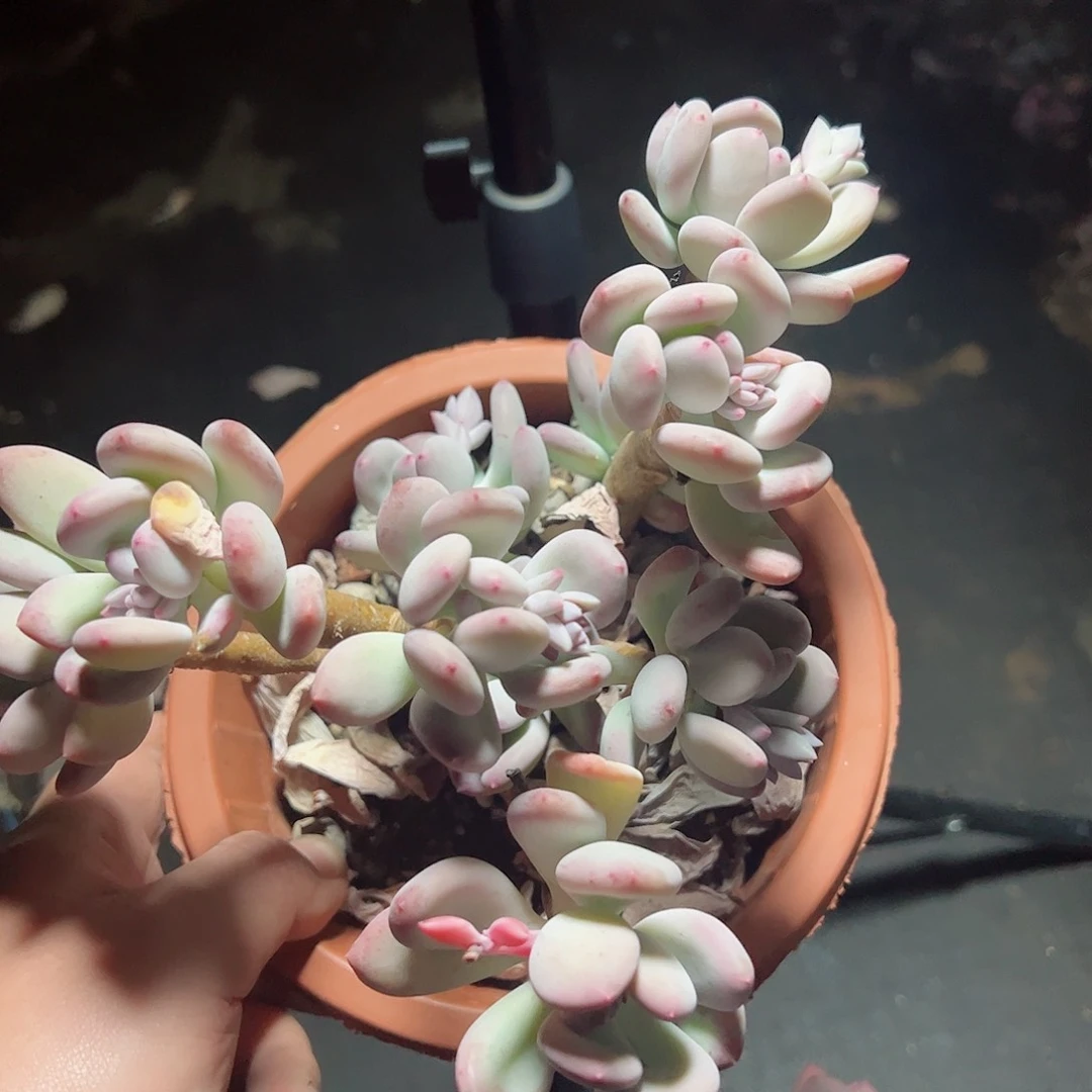 三日月美人整桩多头