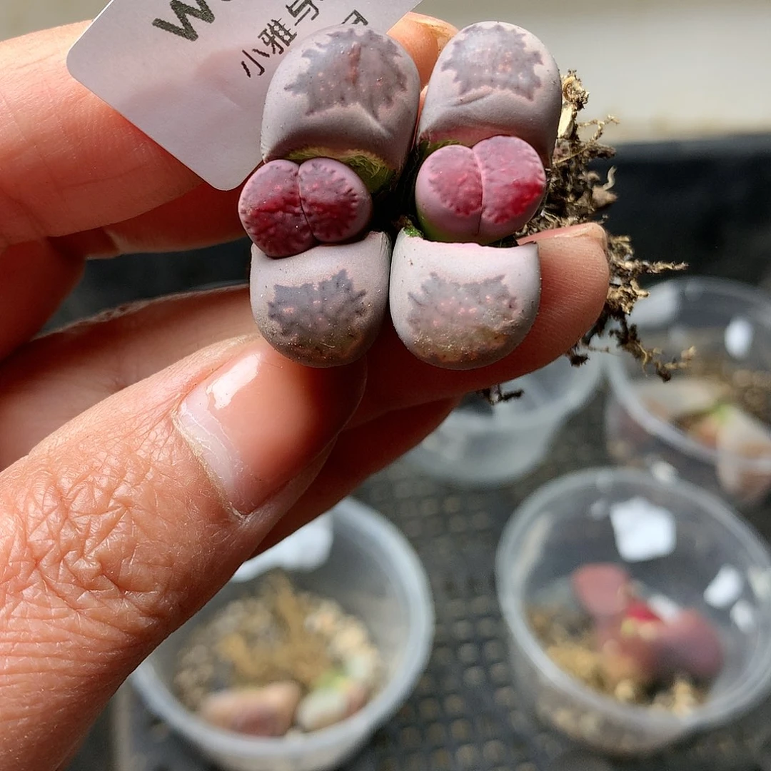 W330多肉植物保护研究所