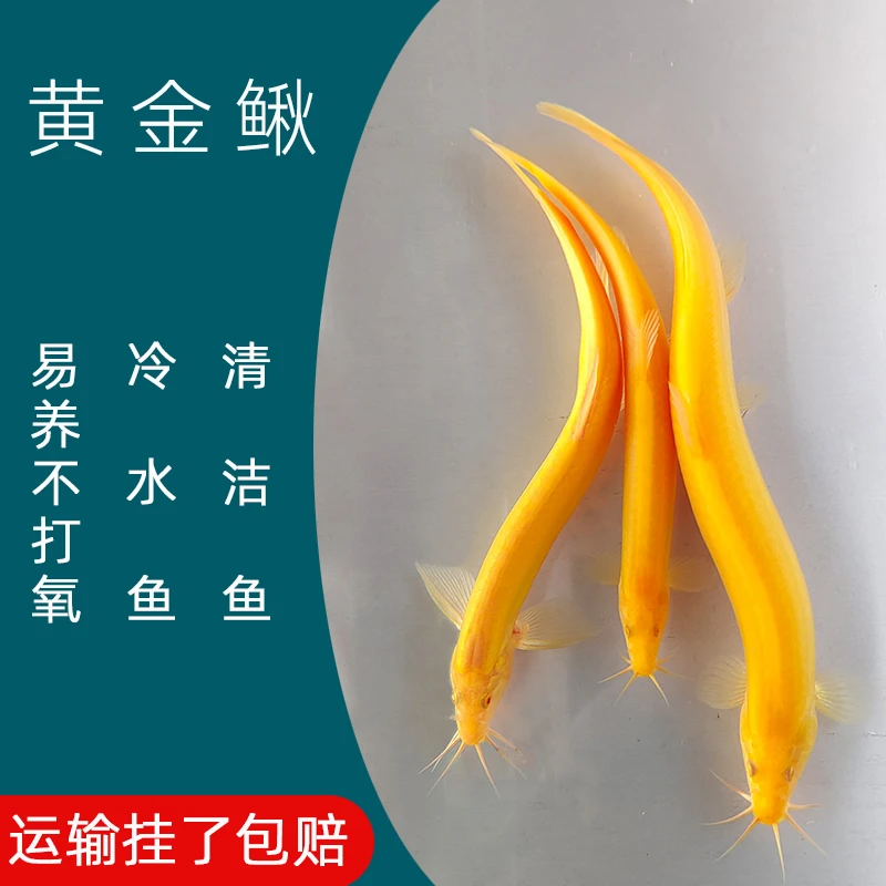 观赏黄金泥鳅金龙鳅小鱼苗冷水鱼清洁工具鱼活体不打氧超萌好物