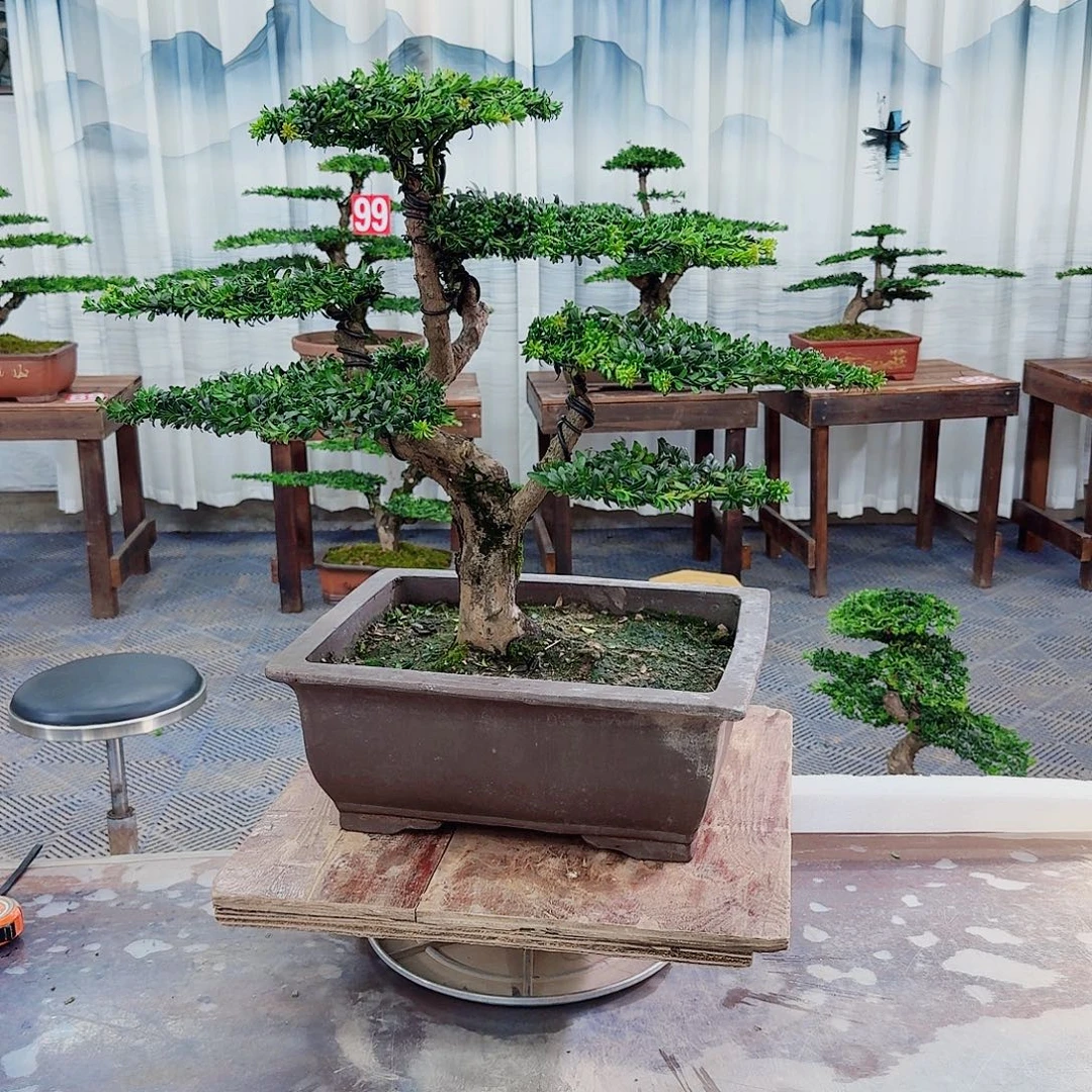 无花朵罗汉松一物一拍888