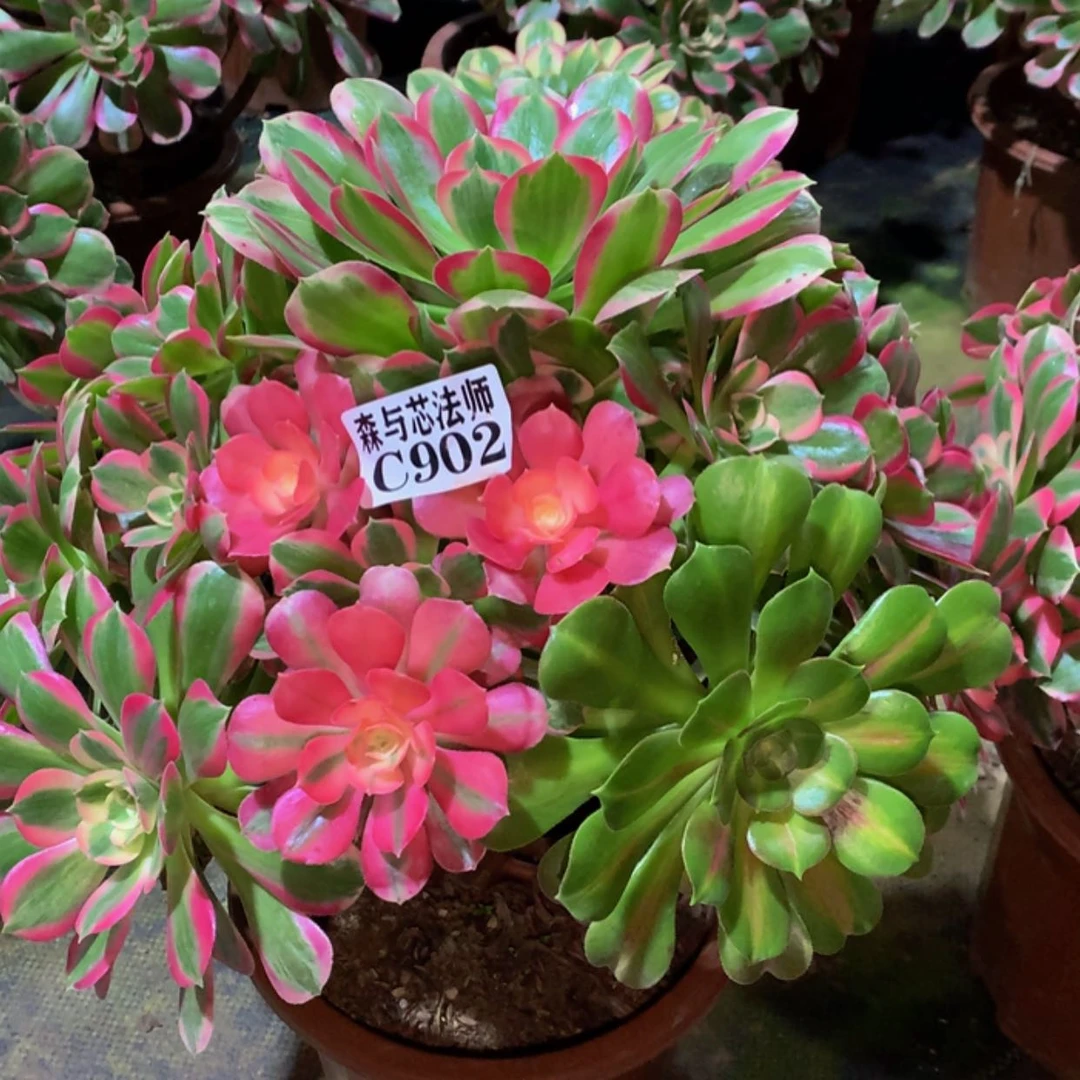 【闪购商品】902粉女郎