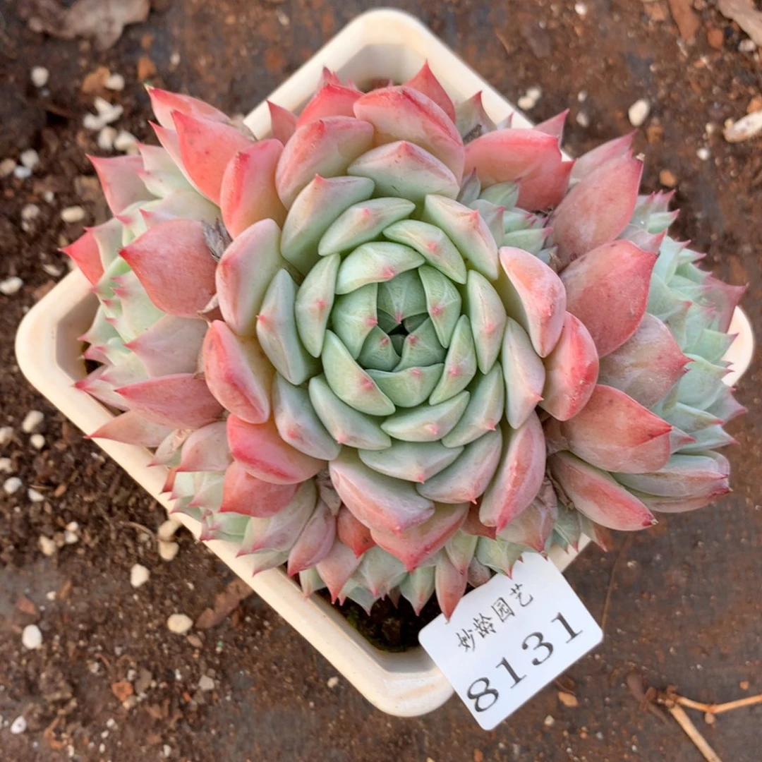 8131杂交多肉老桩