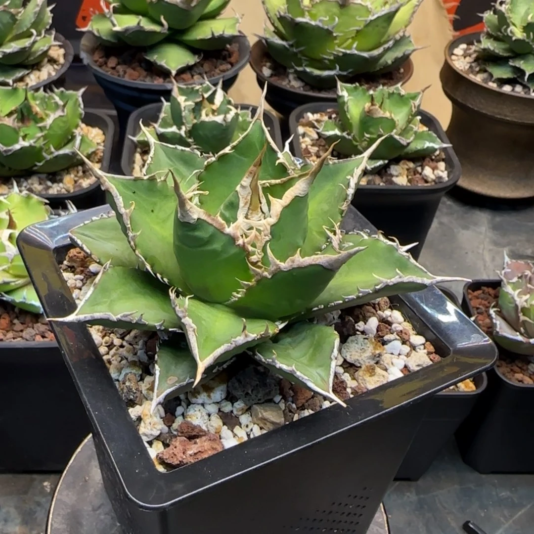 海王仁王冠龙舌兰