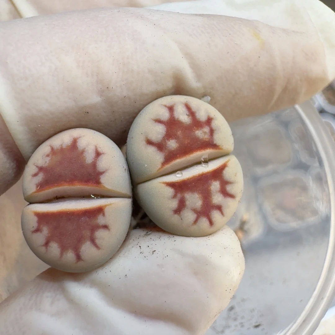 可***龙0708-35生石花花花