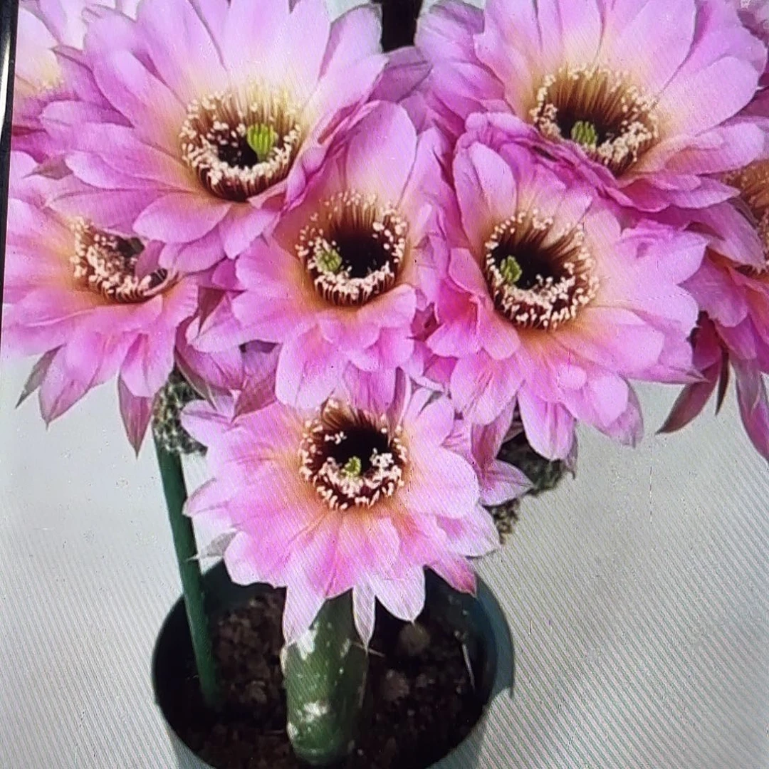 感恩彩无根侧牙20包邮44