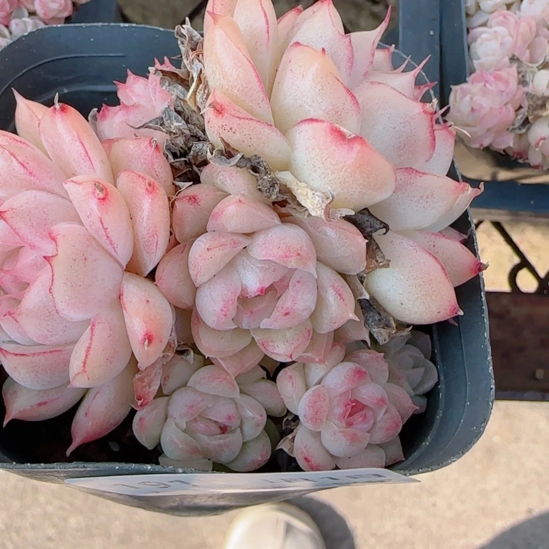 a***a花语多肉0101-191散