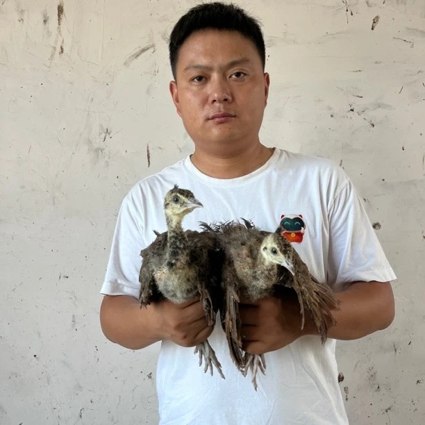 蓝宠物孔雀鸡顺丰多地包邮