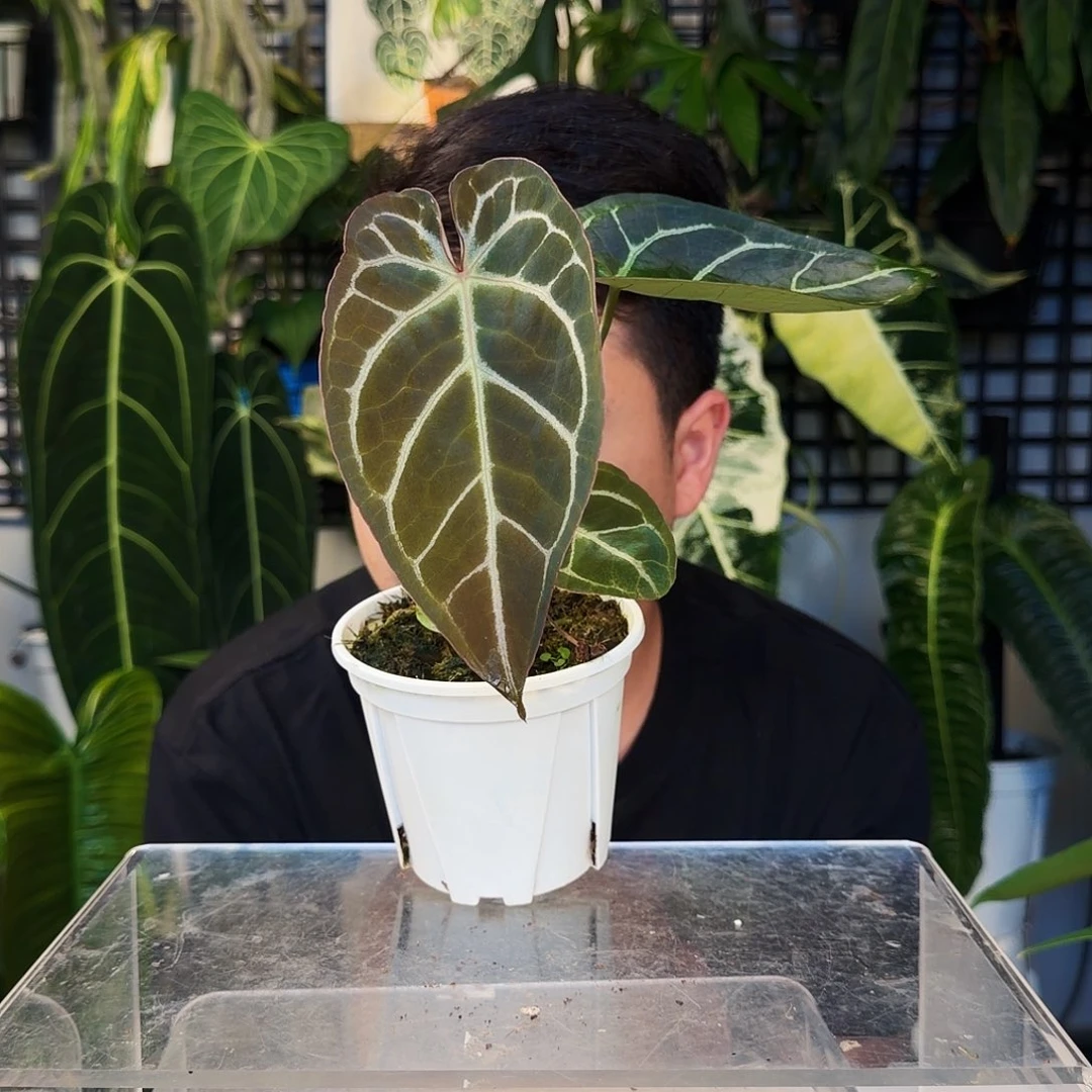 不开花植物D40巧克力杂流星