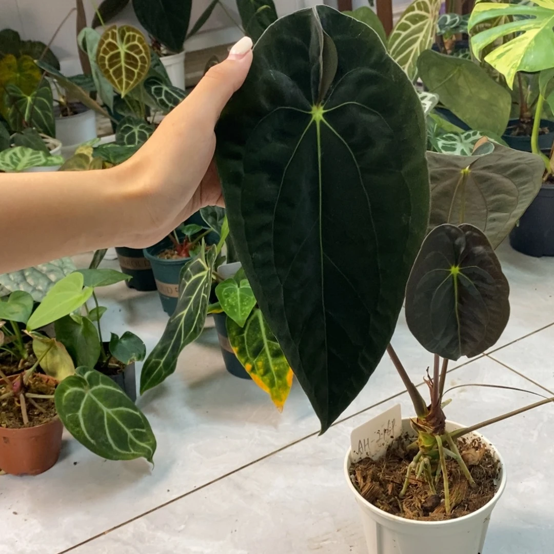 不开花植物加通湖papi