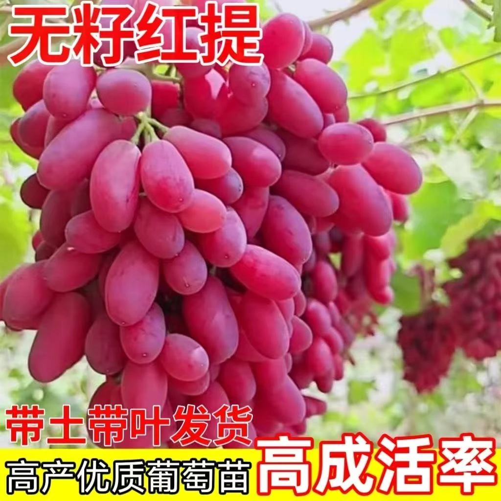 无籽红提葡萄树苗自然无核