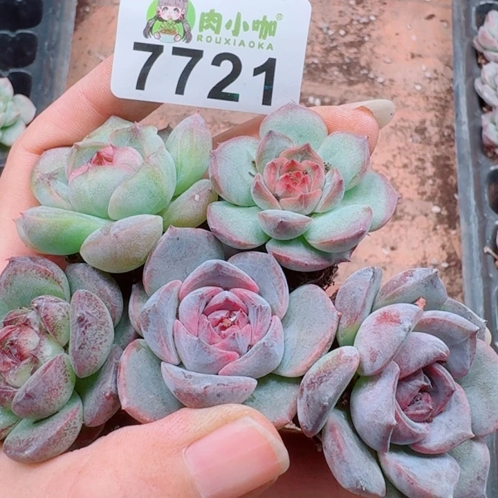 多肉植物多肉植物