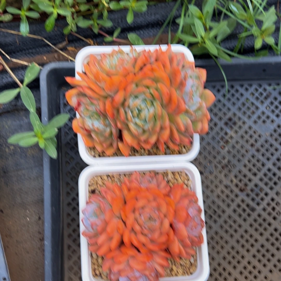 两颗橙子多肉植物