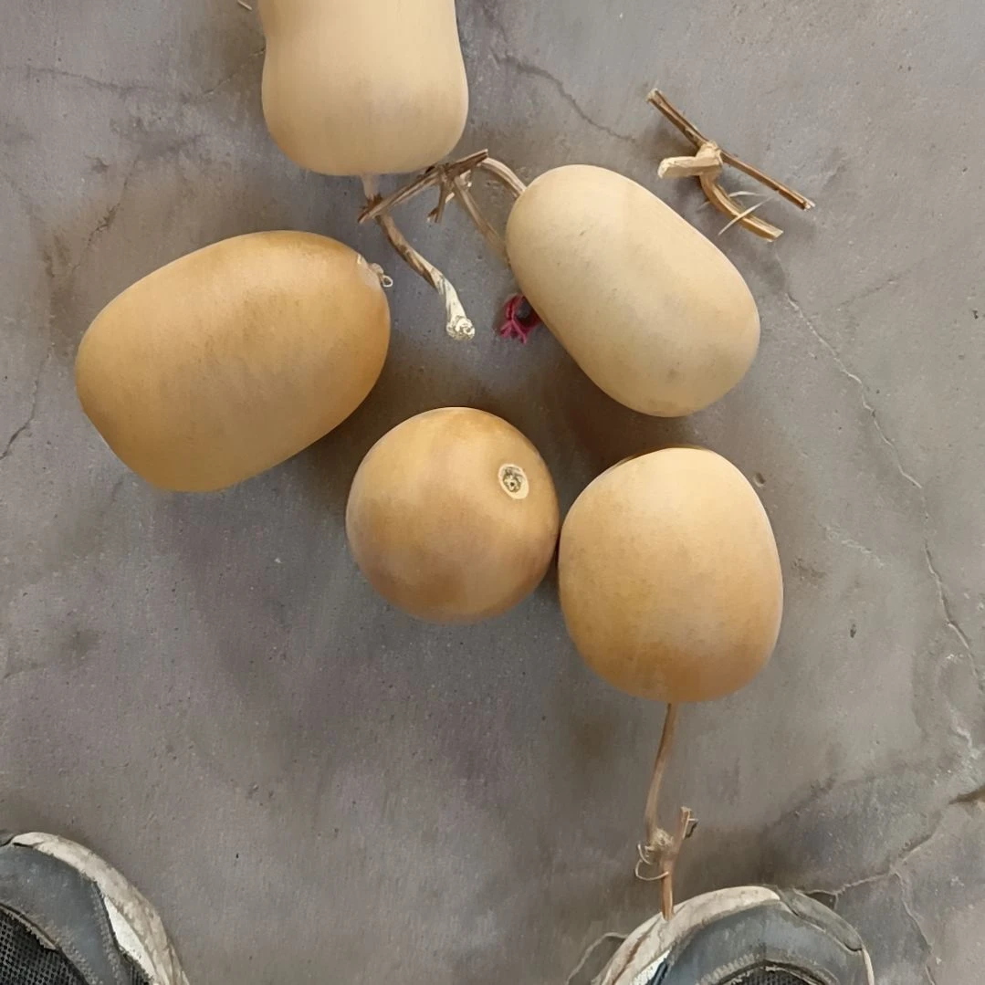 二*微瑕疵厚皮冬瓜葫芦