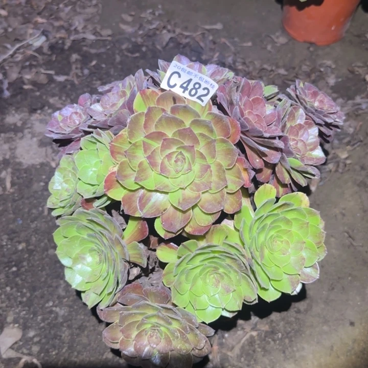 花月夜……多肉植物的