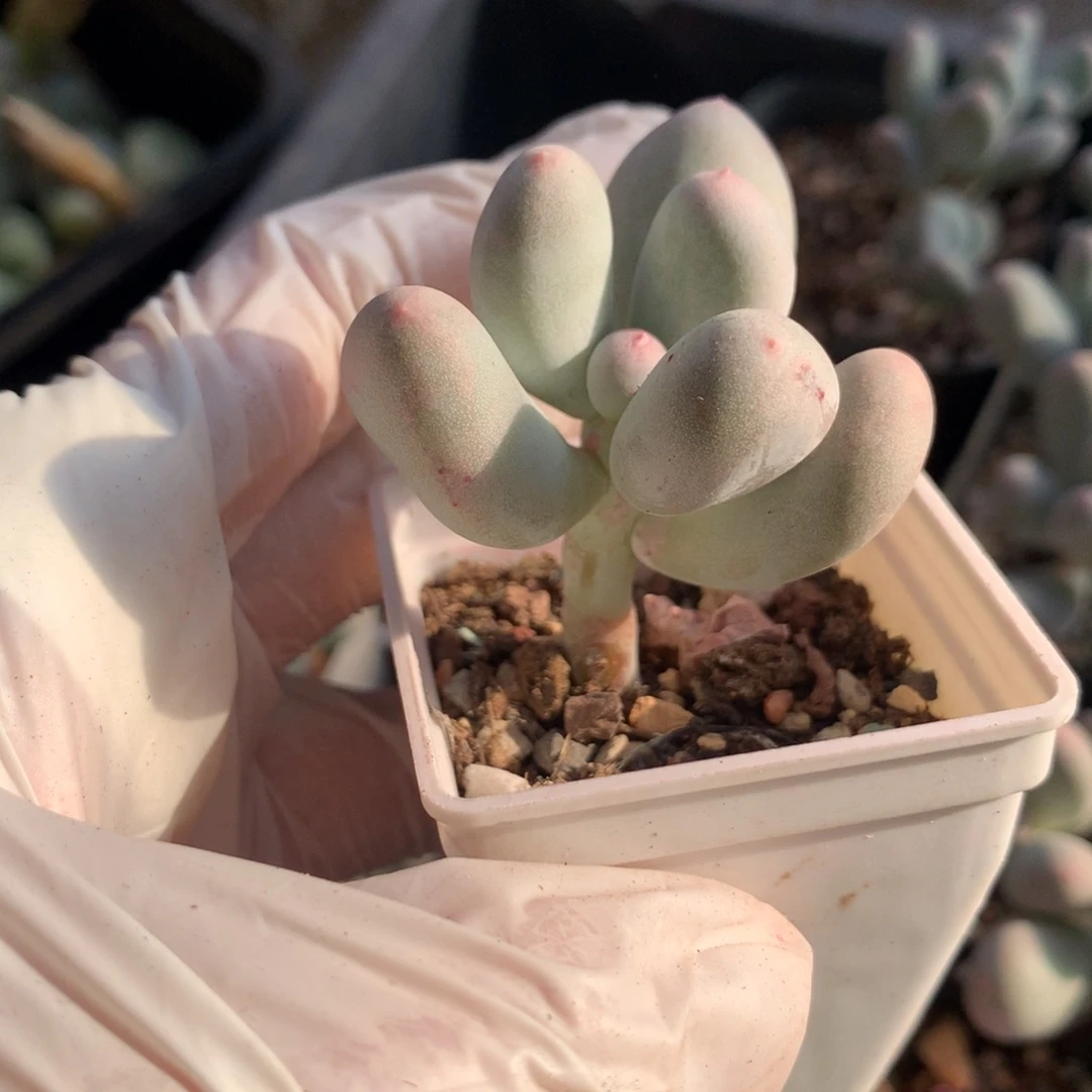 米可奶酪多肉好困米可奶