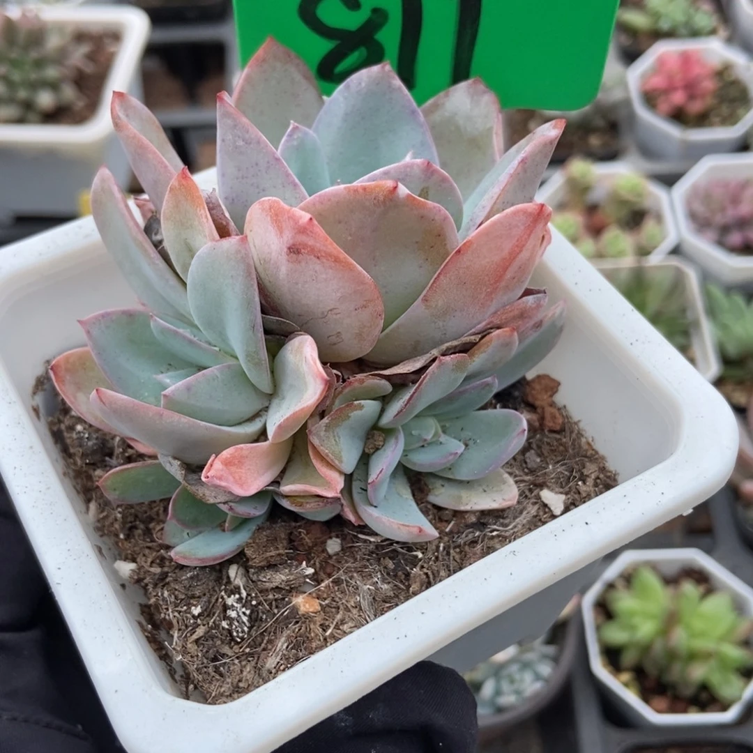 811布鲁蓝多肉植物