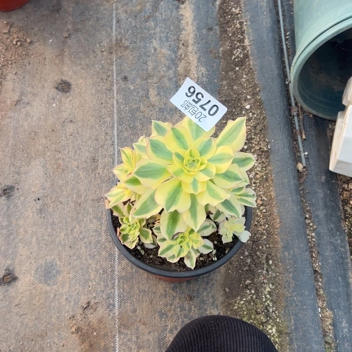 多肉植物756种植物