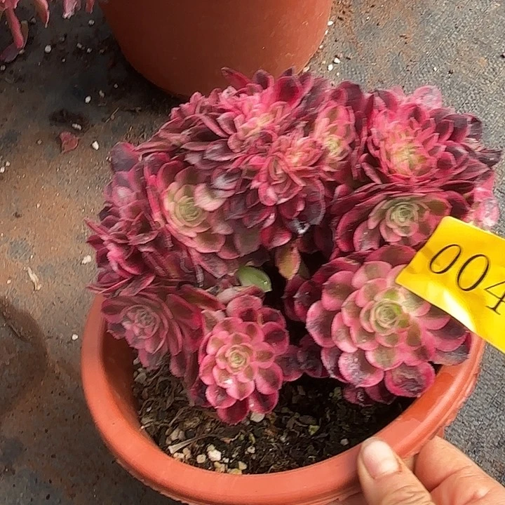 Q*多肉植物福利0049