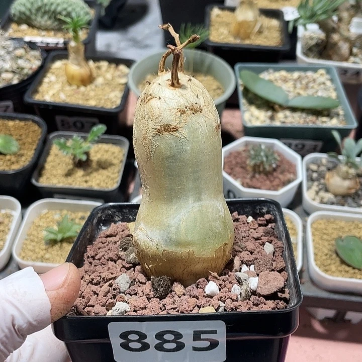 885安哥拉葡萄翁块根