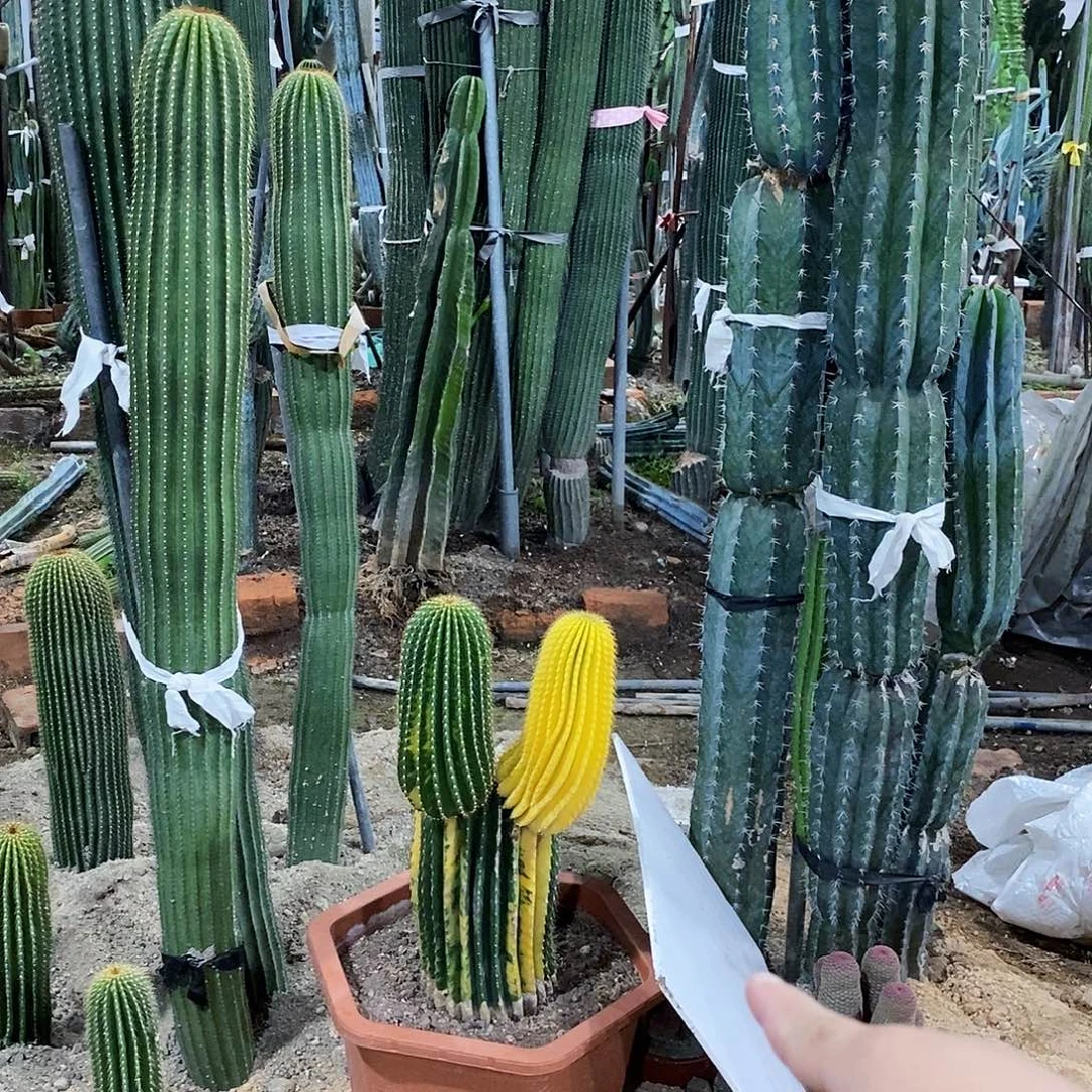 九***莉大凤龙。