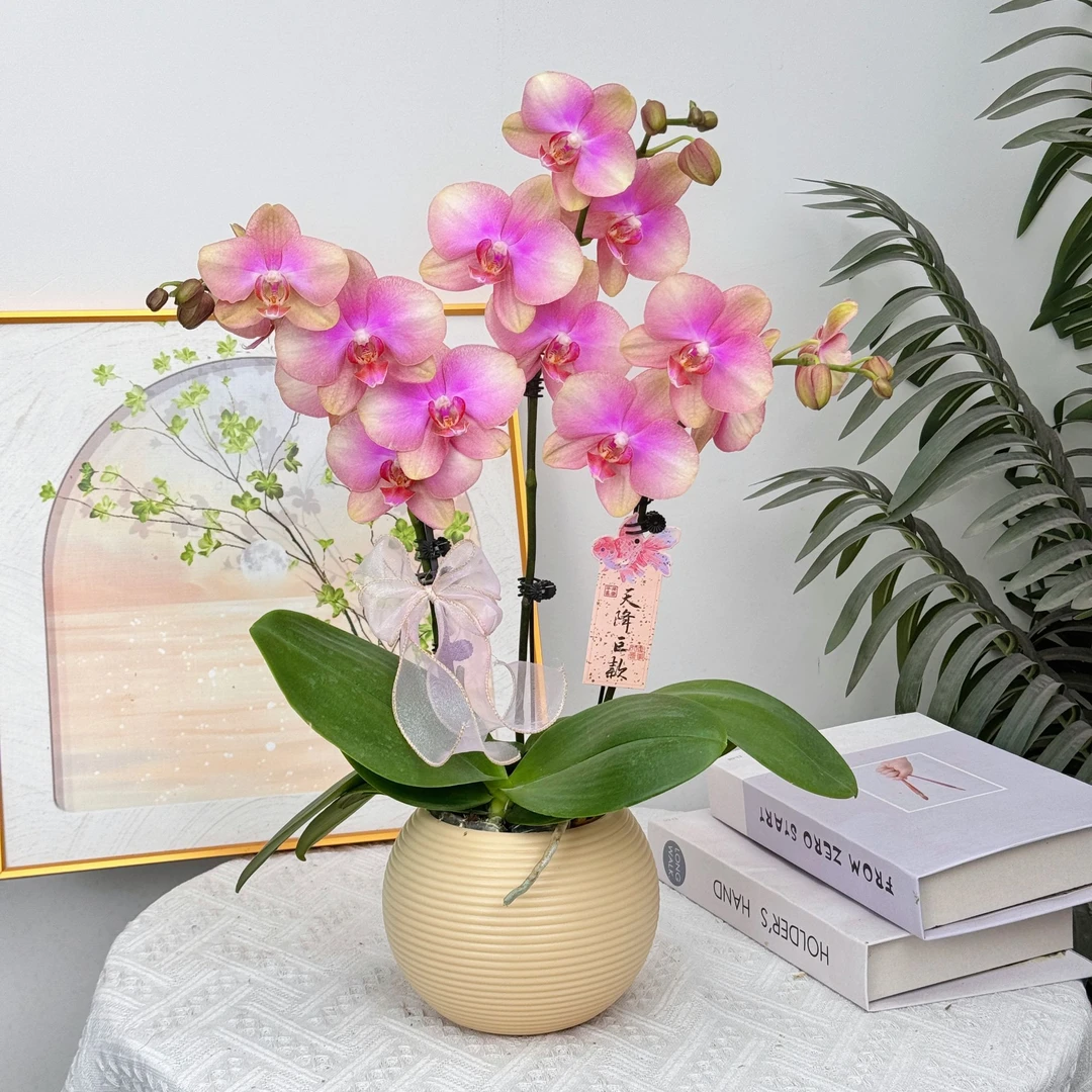 妗画【锦鲤】蝴蝶兰鲜花精致组盆 开花株 室内绿植