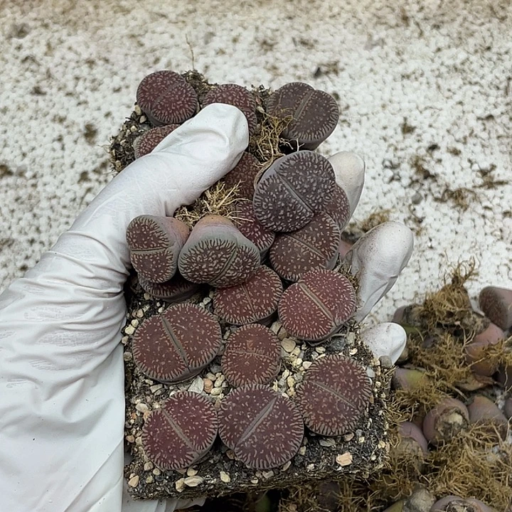 338具体位置呜呜呜呜