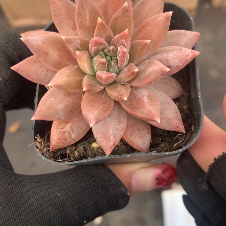 美人青提  （不满9.99发空盆冷地区不拍保温扣3.9多肉）