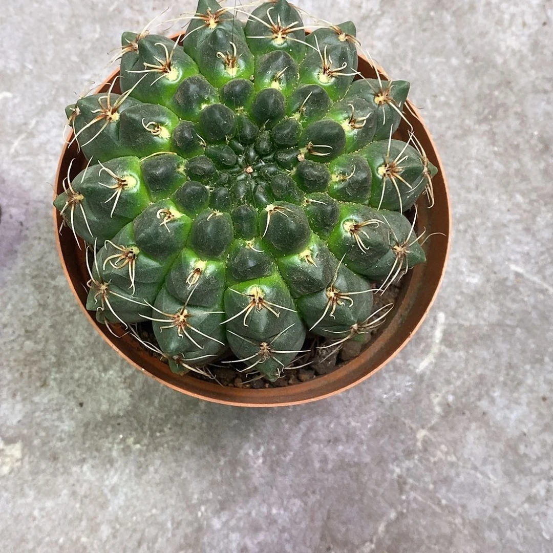 北***雨一物一拍一棵仙人球