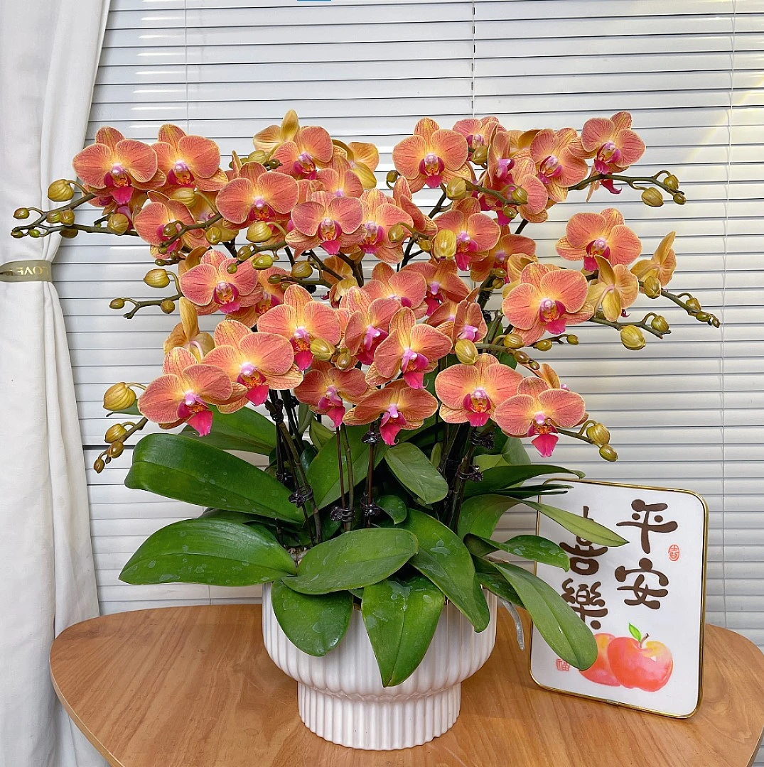 【黄香梨-蝴蝶兰】高端鲜花 定制款  易养花期长 送礼家居摆件