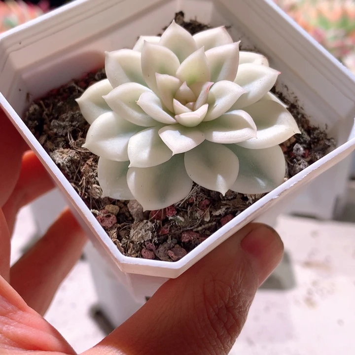 月亮仙子白覆轮锦