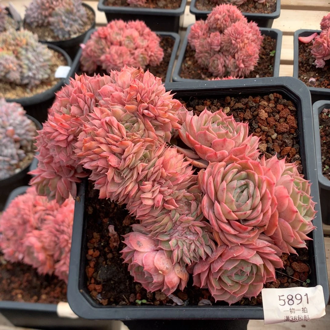 19厘米昂斯诺朵缀 5891