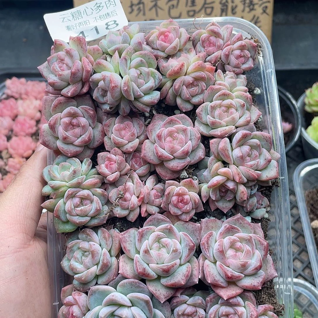 云糖心多肉植物418