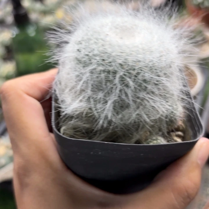 1043雪猿玉翁好养好活