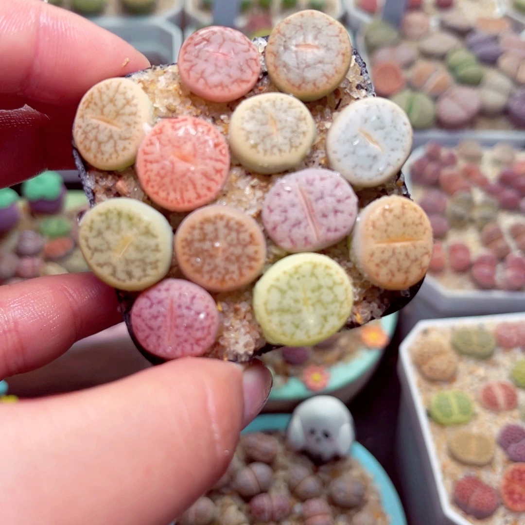 442号带盆包邮带破