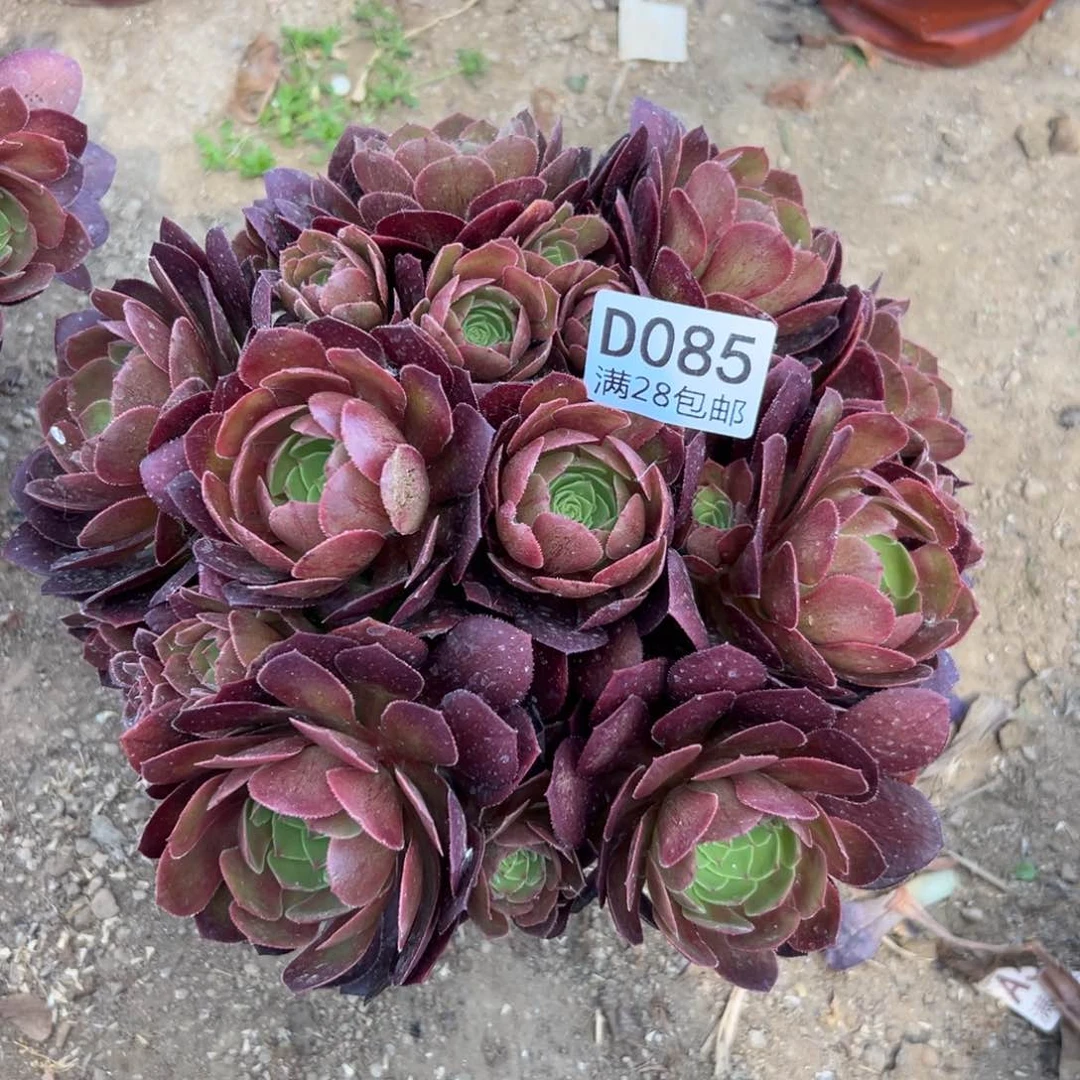 085多肉    沙拉碗