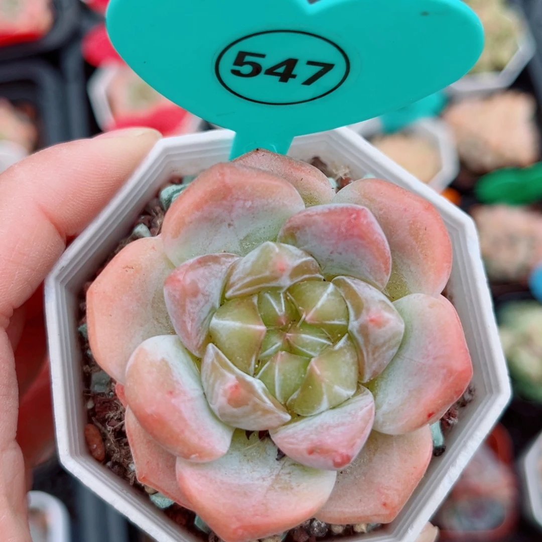547号小老桩糖心单头