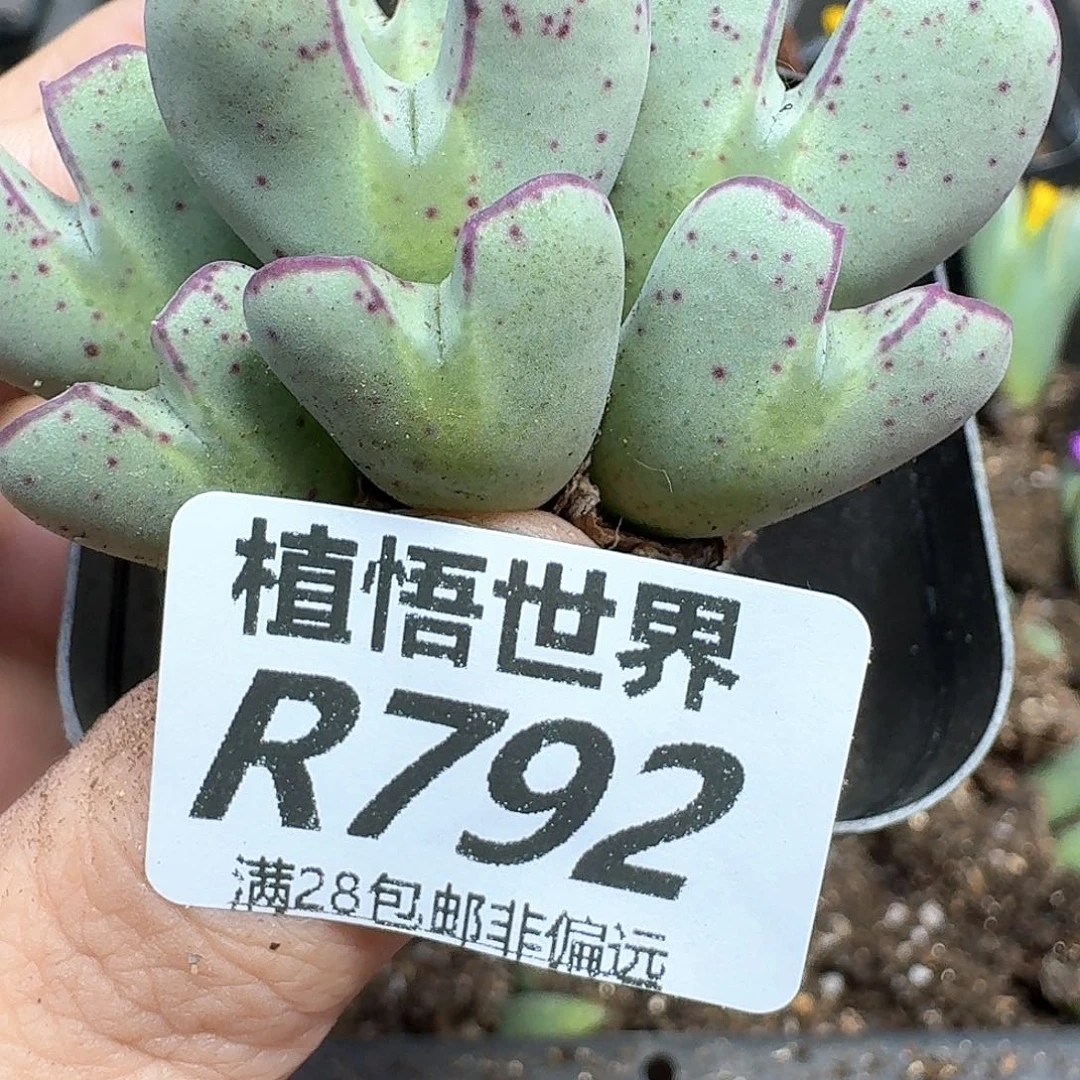 多肉植物的润泽和付出