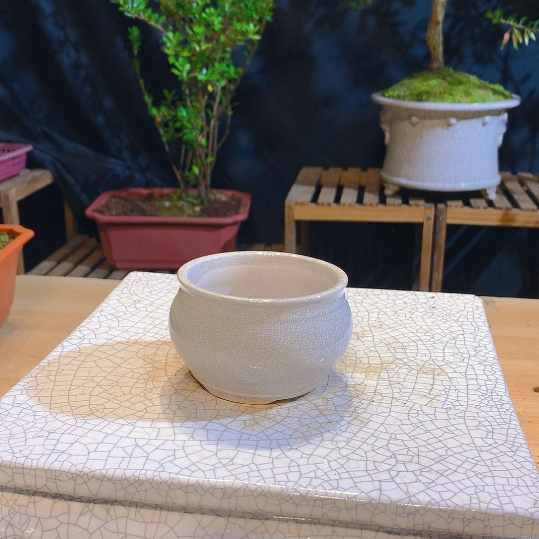 曦*珍珠米叶红花五翅梅