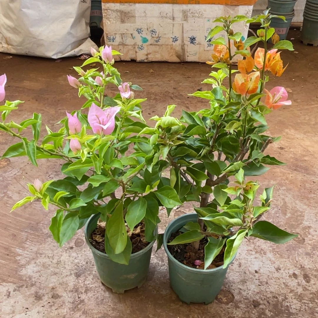 家***生当前无花栽培后可以开花1-8420