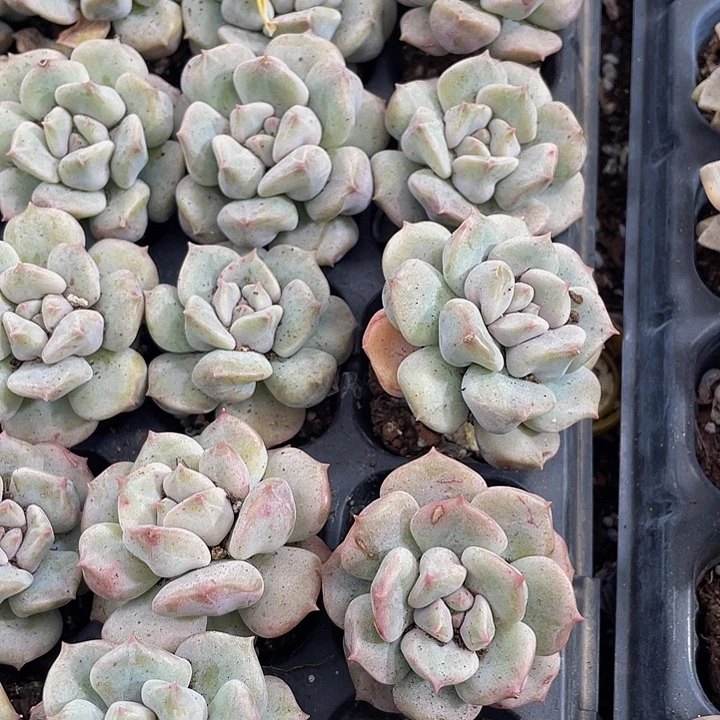 超奶2.8带土发货一个