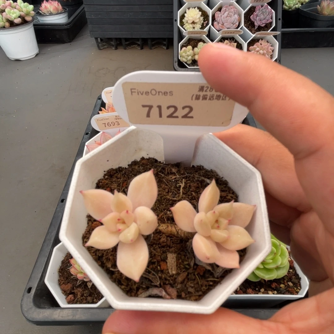 7122璀璨 4.0厘米