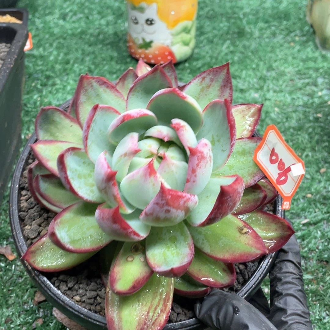 006 一物一拍28包邮非偏远