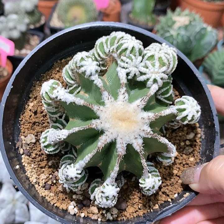 花花草草花花草草