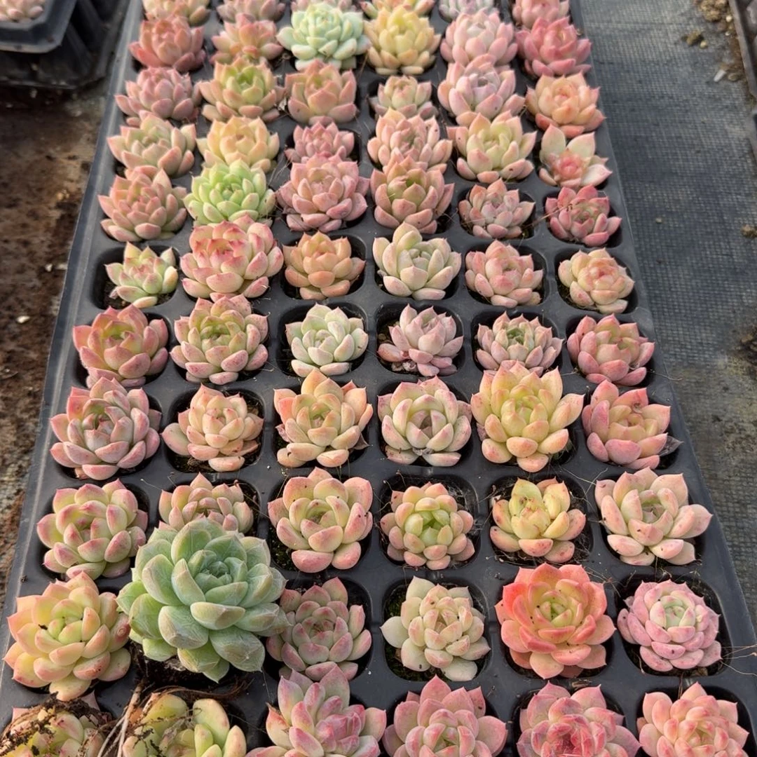 14-29未选育珍妮穴盘一盘量拍